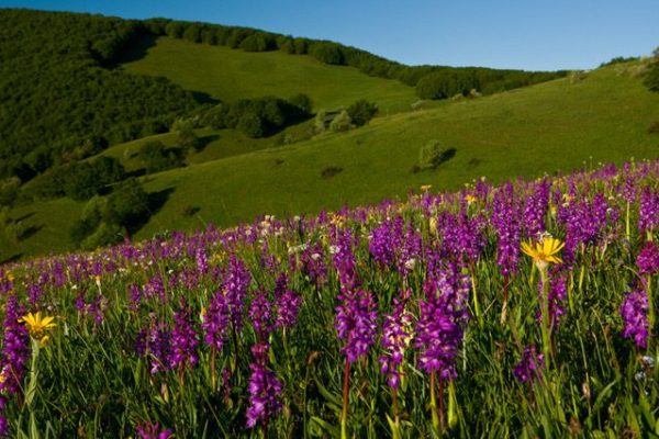 ORCHIDS ON FORCA CANAPINE